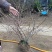 蓝莓苗特大蓝莓树苗南方北方种植盆栽地栽阳台庭院果树苗当年