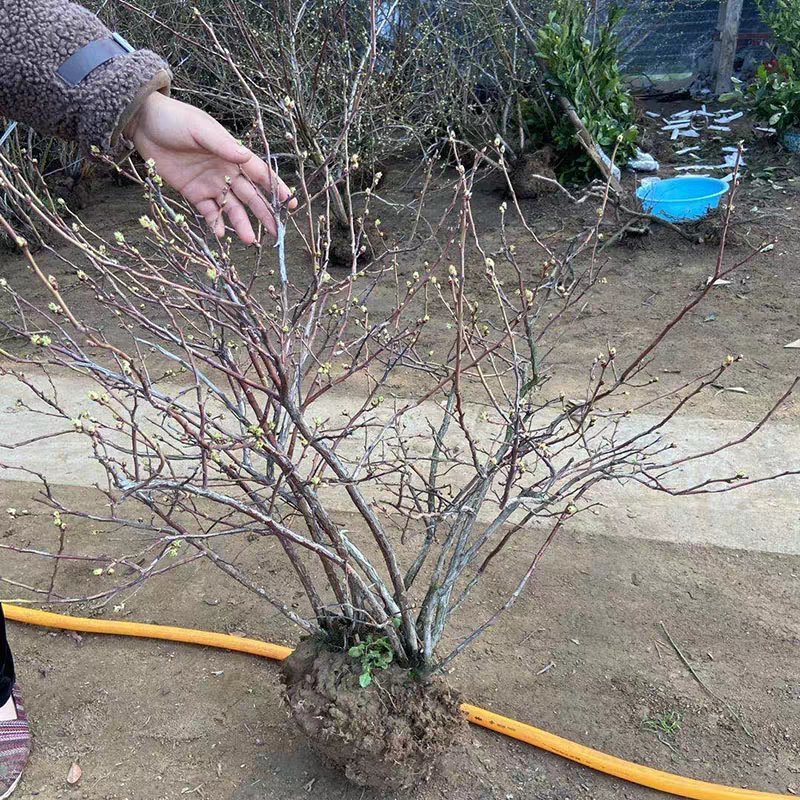 蓝莓苗特大蓝莓树苗南方北方种植盆栽地栽阳台庭院果树苗当年