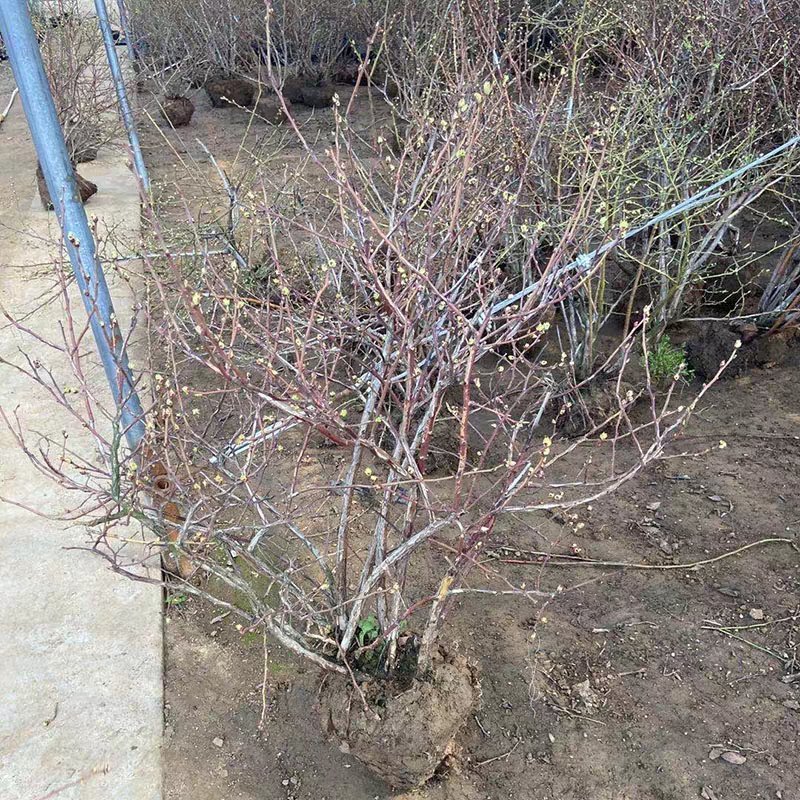 蓝莓苗特大蓝莓树苗南方北方种植盆栽地栽阳台庭院果树苗当年
