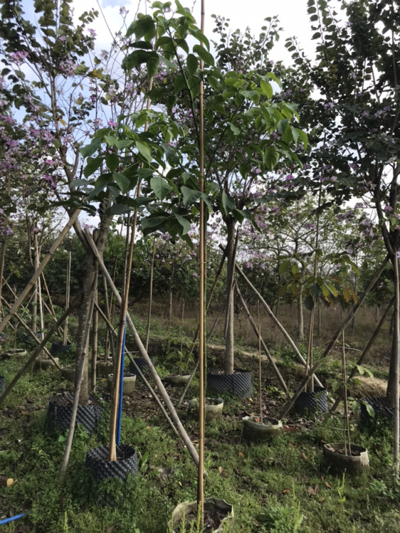 秋风/重阳木绿花苗木