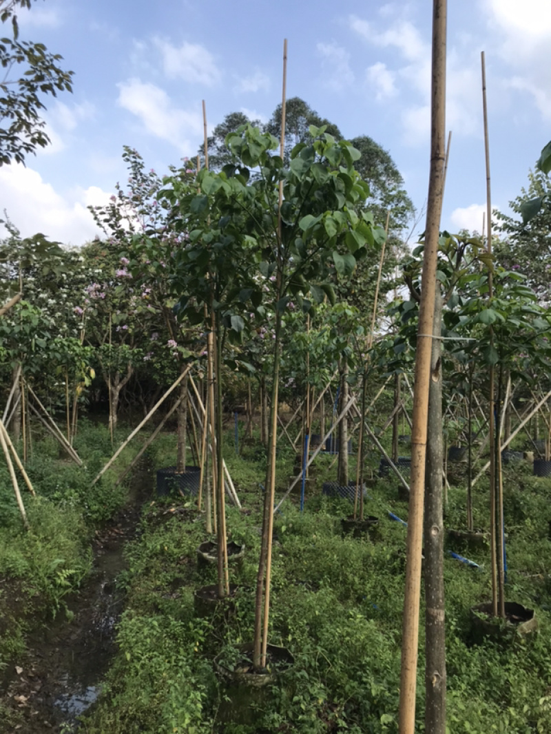 秋风/重阳木绿花苗木