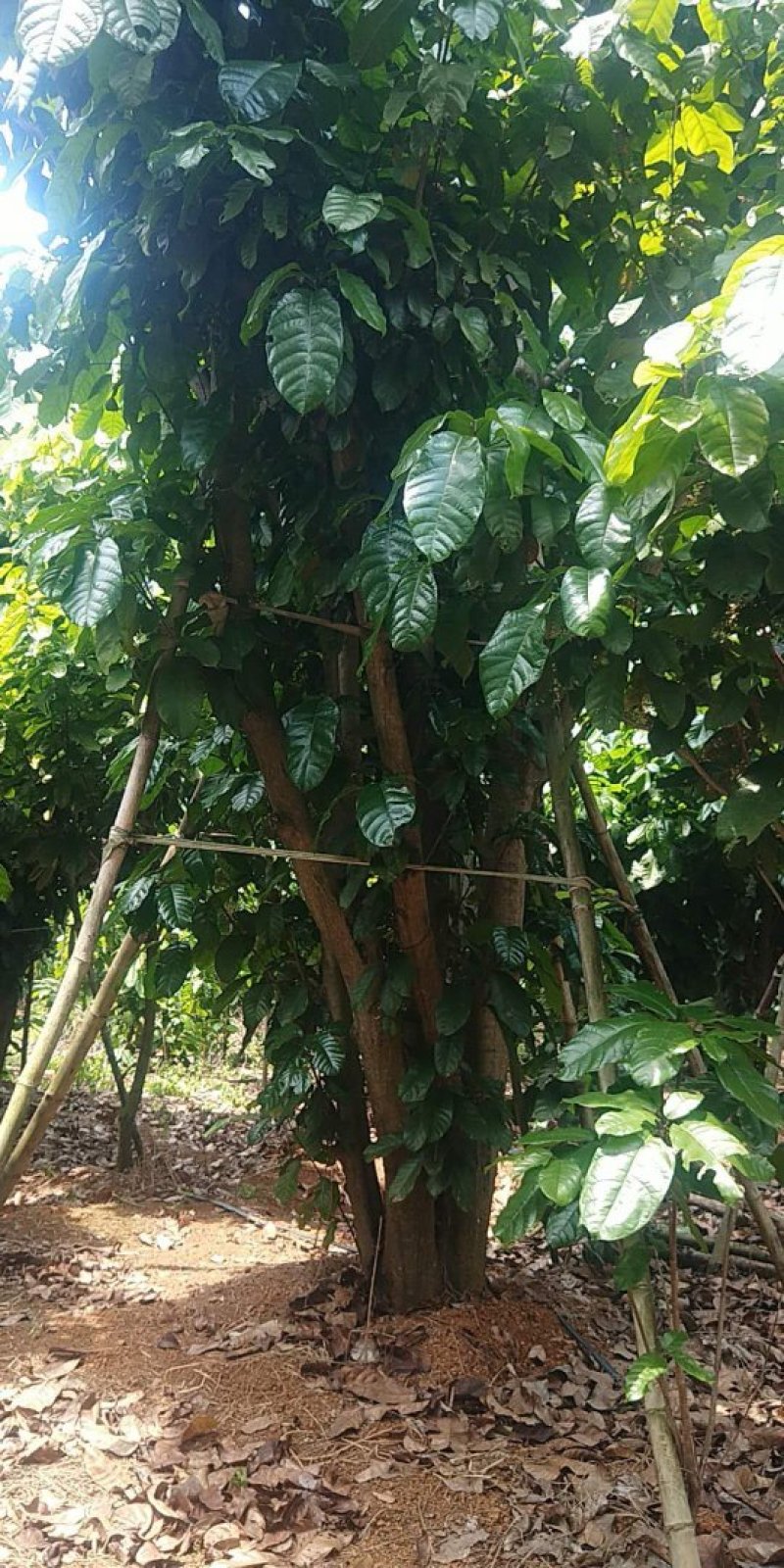 萍婆树，六旺树，风景树，园林苗木
