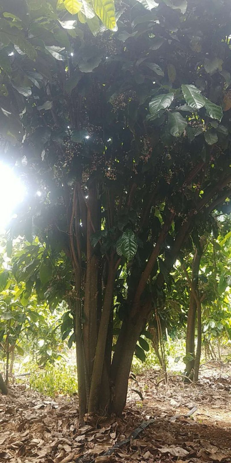萍婆树，六旺树，风景树，园林苗木