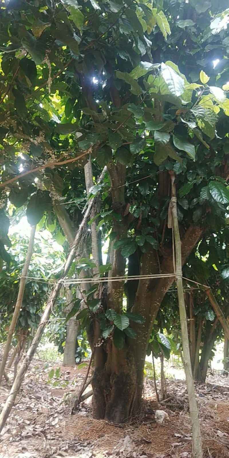 萍婆树，六旺树，风景树，园林苗木