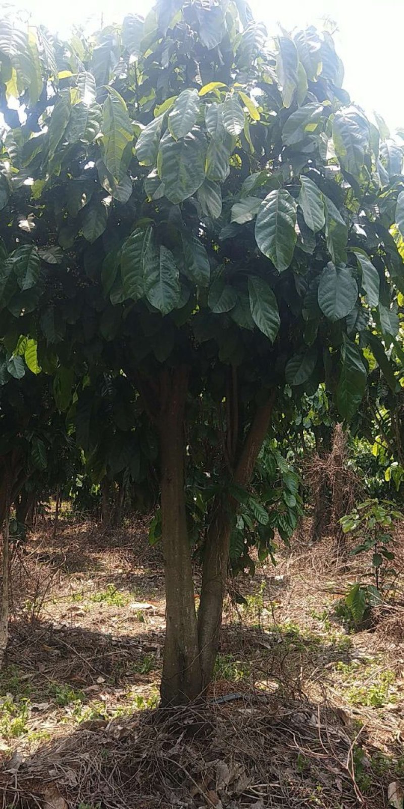 萍婆树，六旺树，风景树，园林苗木