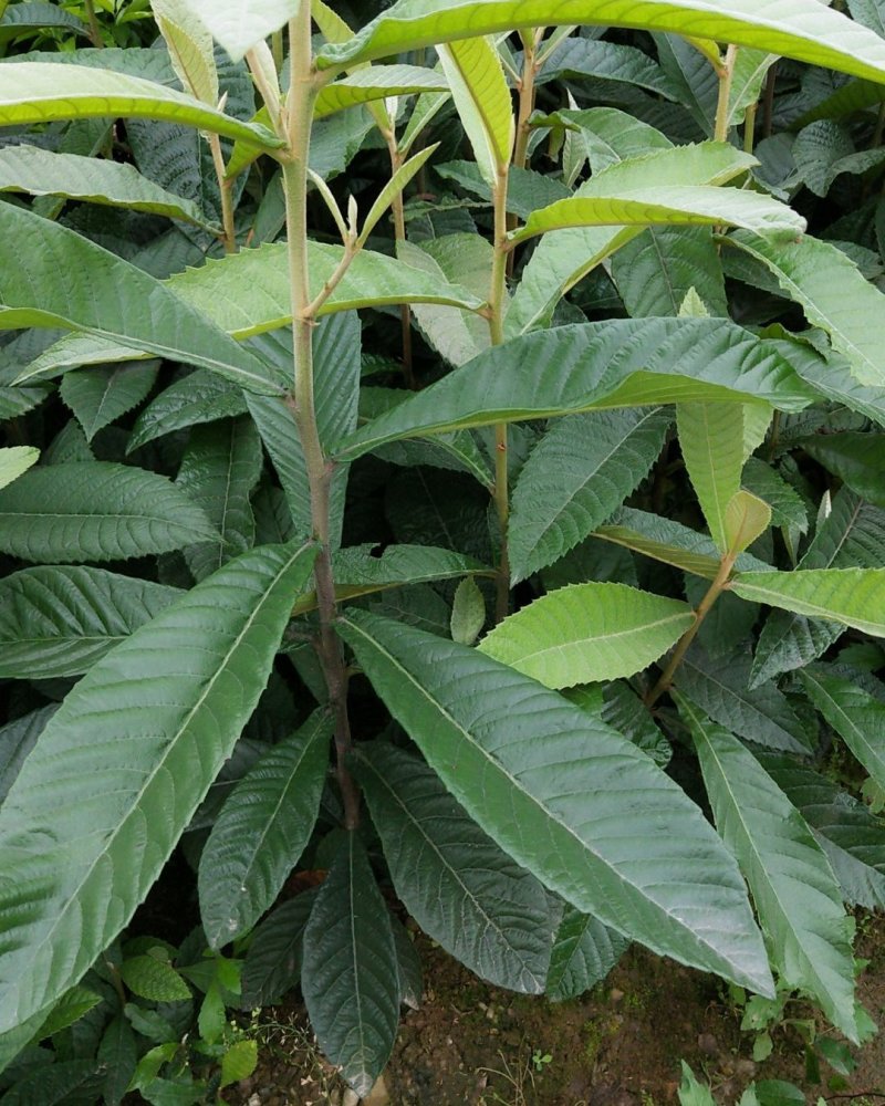 枇杷苗枇杷直生苗枇杷实生苗枇苗嫁接用的枮木