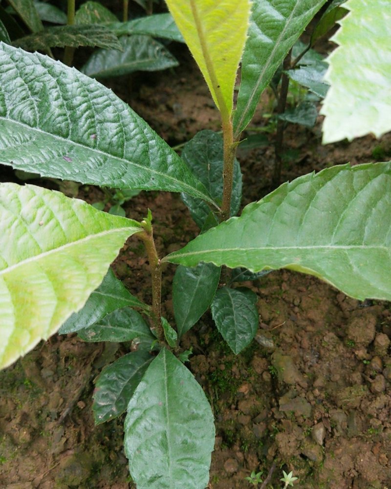 枇杷苗枇杷直生苗枇杷实生苗枇苗嫁接用的枮木