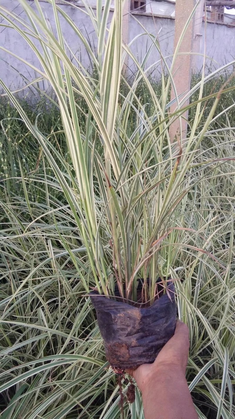 花叶芦竹，基地直销，常年销售各种绿化苗木
