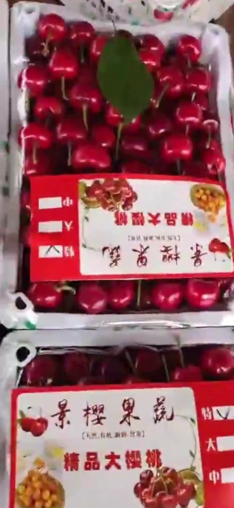 大樱桃,美早,超大果，比一元大很多