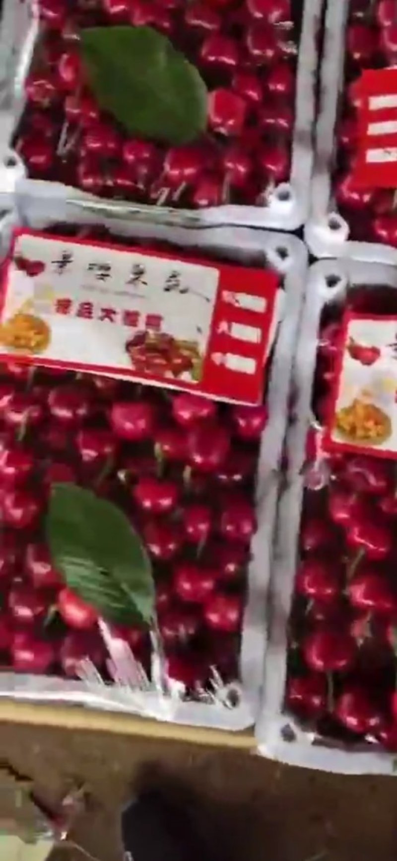大樱桃,红灯,先锋,超大果