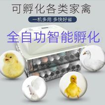 全自动孵化机家用小型孵蛋器鸡鸭鹅鸽子智能孵化箱