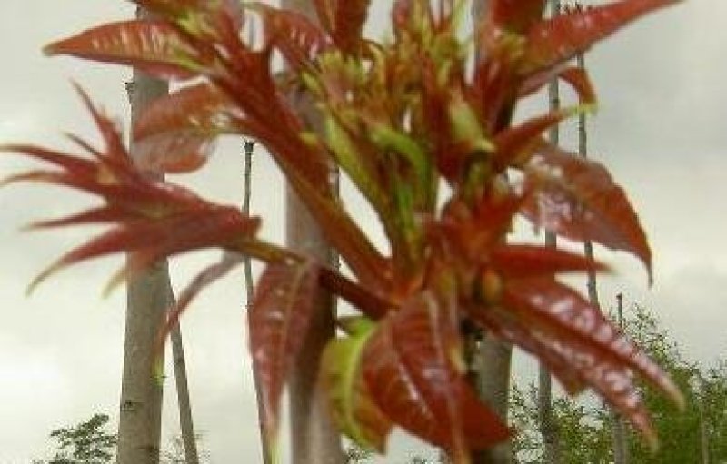 新泰市马家寨子红油香椿芽批发基地欢迎新新老客户致电