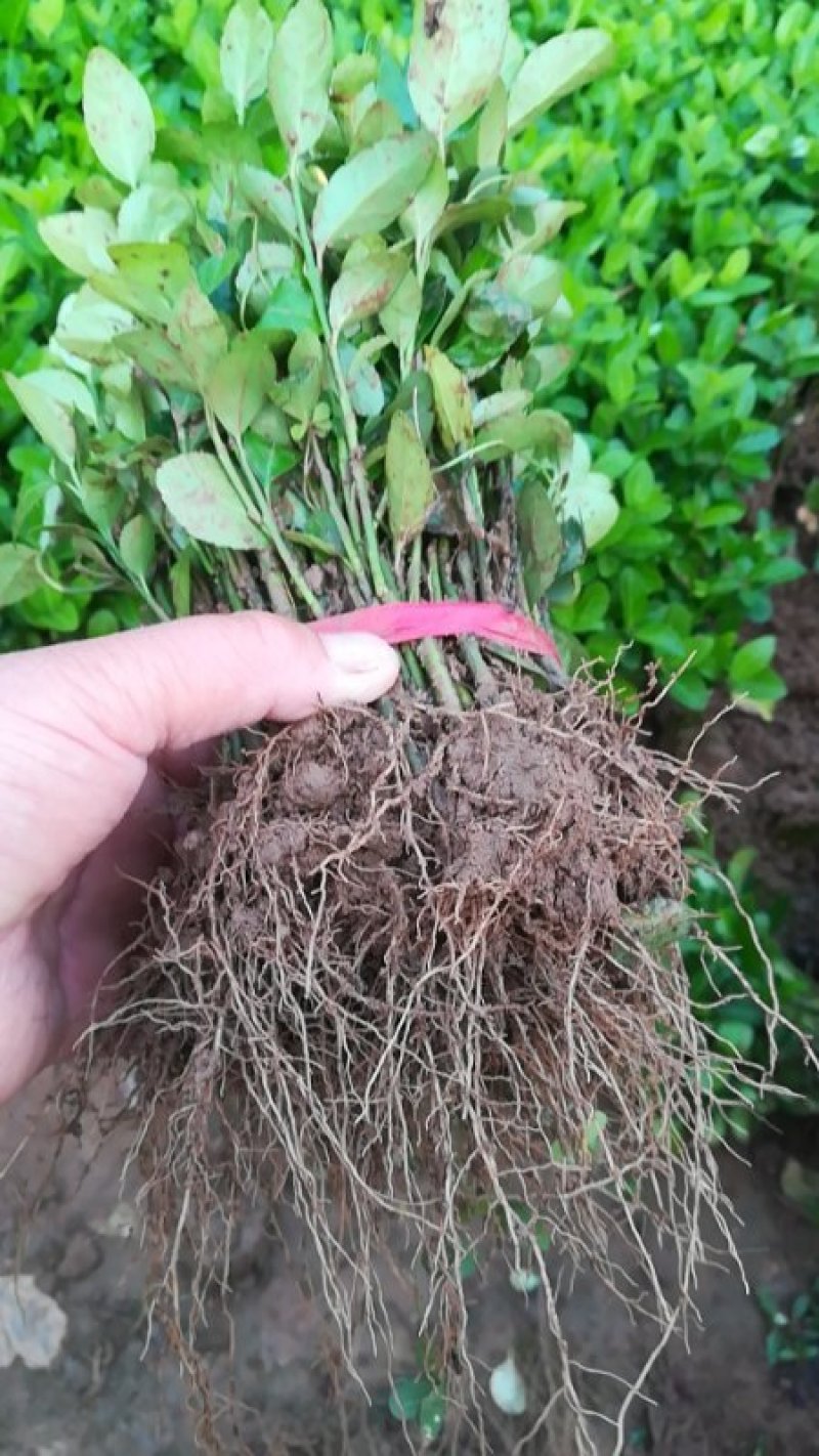 卫矛分栽苗100万棵，卫矛小苗，卫矛床苗数量大，低价批售
