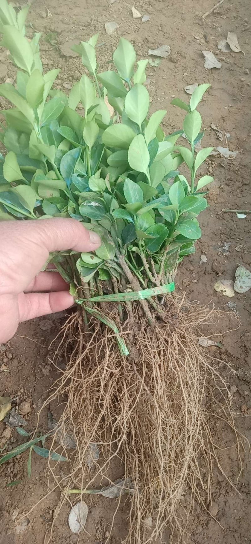 卫矛分栽苗100万棵，卫矛小苗，卫矛床苗数量大，低价批售