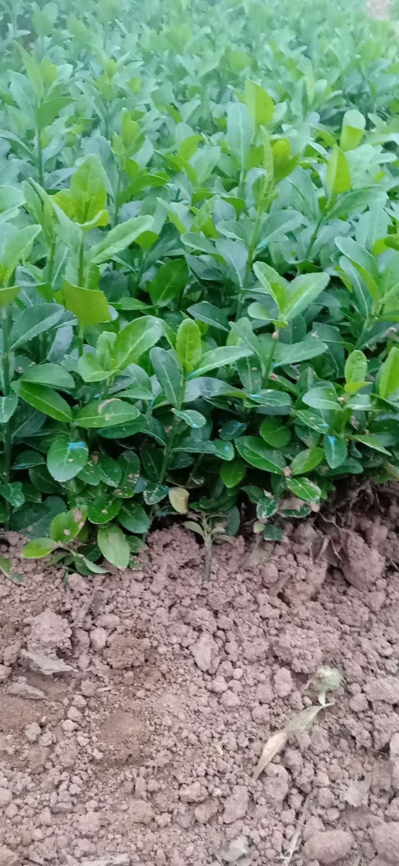 卫矛分栽苗100万棵，卫矛小苗，卫矛床苗数量大，低价批售