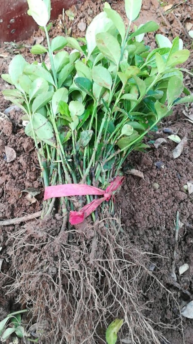 卫矛分栽苗100万棵，卫矛小苗，卫矛床苗数量大，低价批售