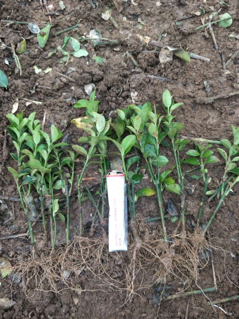卫矛分栽苗100万棵，卫矛小苗，卫矛床苗数量大，低价批售