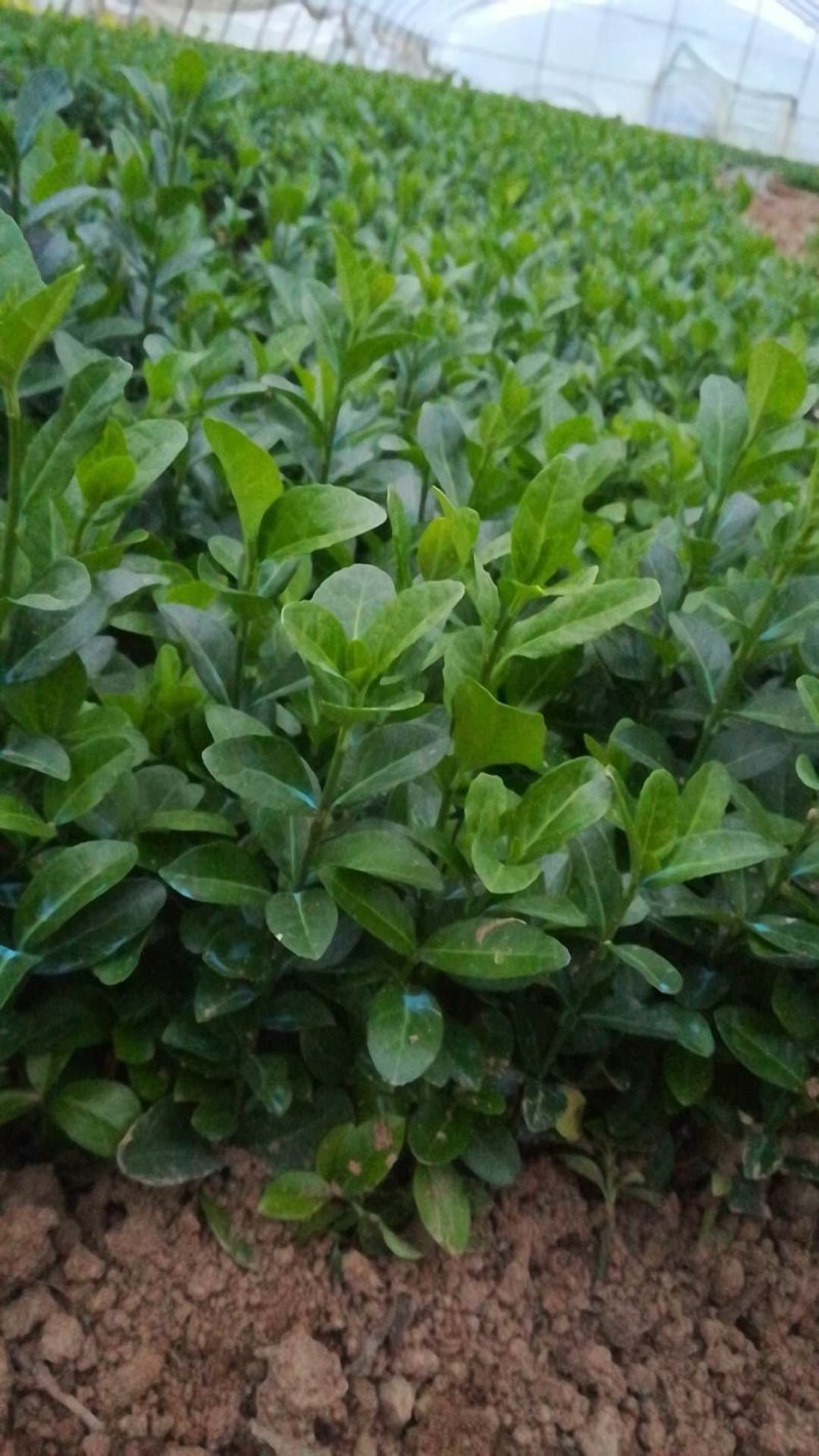 卫矛分栽苗100万棵，卫矛小苗，卫矛床苗数量大，低价批售
