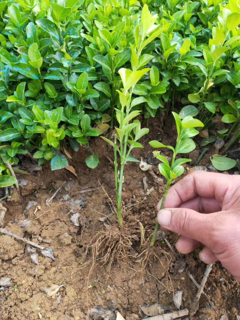 卫矛分栽苗100万棵，卫矛小苗，卫矛床苗数量大，低价批售