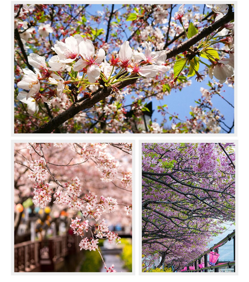 樱花樱花小苗樱花树苗日本樱花苗