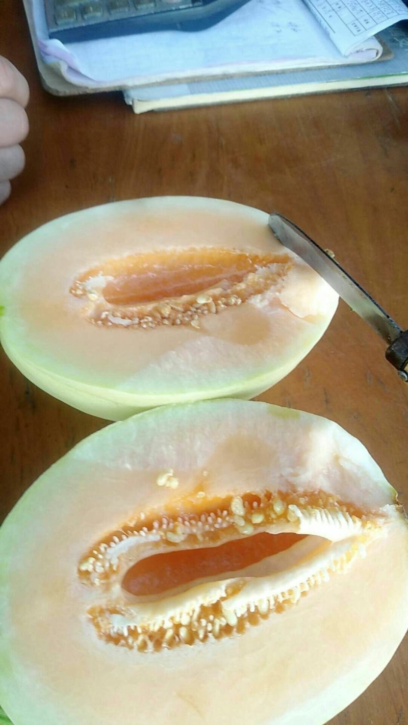 脆蜜，脆梨，新鲜甜瓜，白皮红肉，大量上市