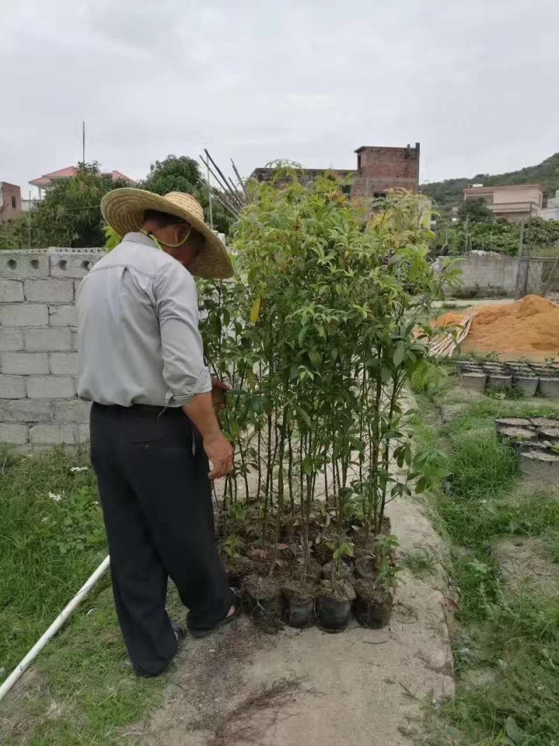 金丝楠(大袋苗，地径1分以上，高l~1.5米)