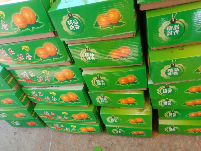 冷棚凯特杏熟了需要的老板联系