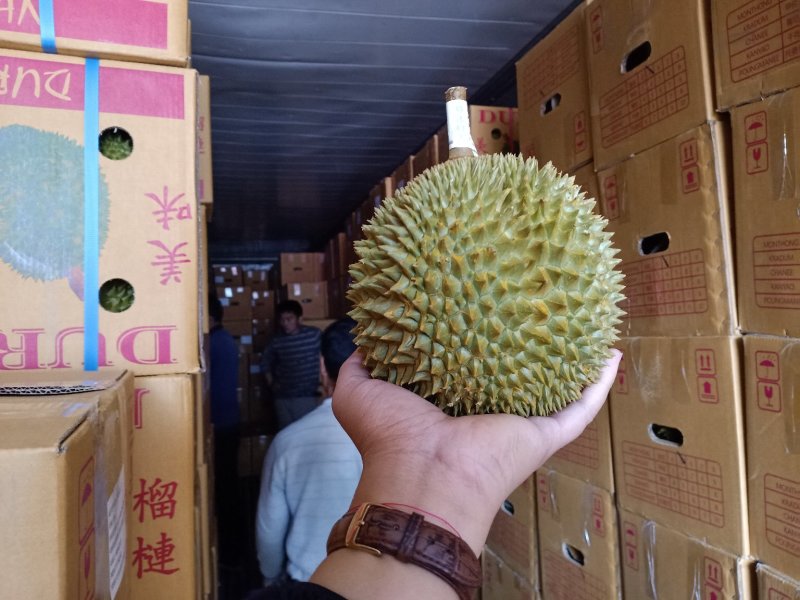 泰国金枕甲仑榴莲2/3斤装包邮榴莲3/4斤装