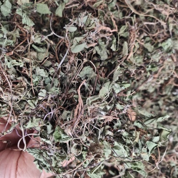 草类雷公根草崩大碗积雪草马蹄草雷公藤草新货