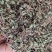 草类雷公根草崩大碗积雪草马蹄草雷公藤草新货