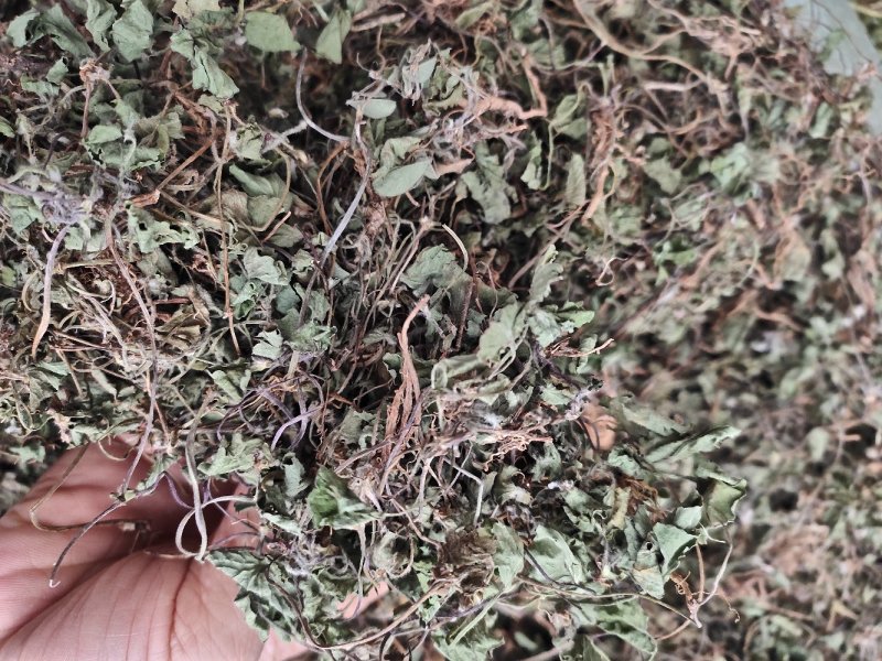 草类雷公根草崩大碗积雪草马蹄草雷公藤草新货