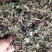草类雷公根草崩大碗积雪草马蹄草雷公藤草新货
