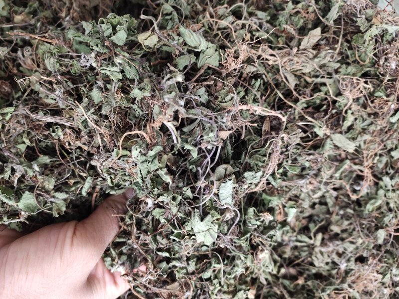 草类雷公根草崩大碗积雪草马蹄草雷公藤草新货