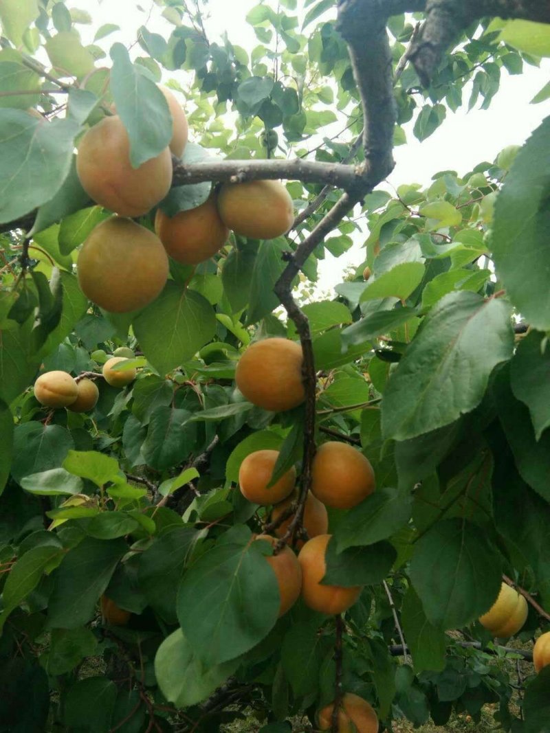 丰园红杏，金太阳杏基地供应