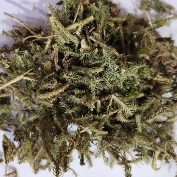 野生伸筋草小伸筋石松狮子草新货