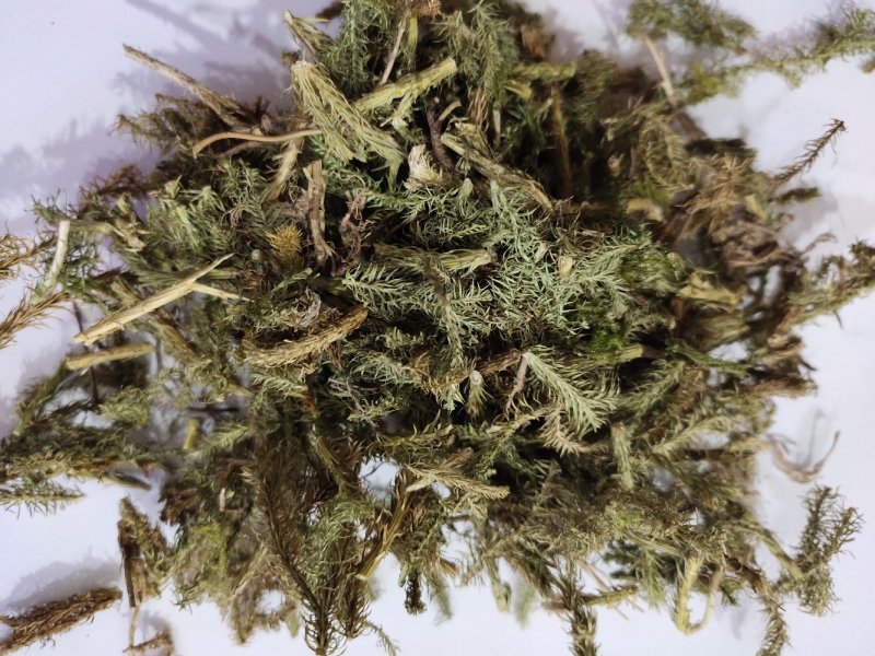 野生伸筋草小伸筋石松狮子草新货