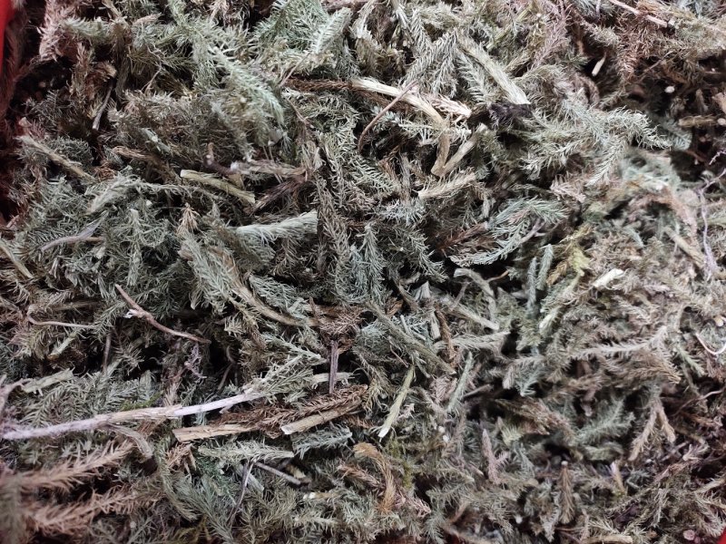 野生伸筋草小伸筋石松狮子草新货