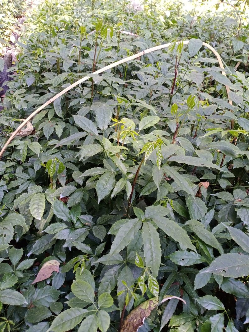 火镰菜（小苗）绿化苗木