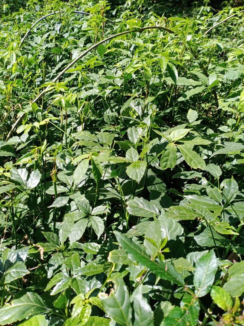 火镰菜（小苗）绿化苗木
