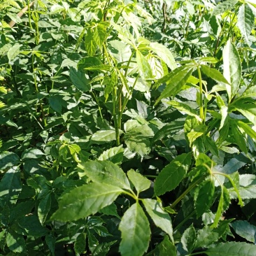 火镰菜（小苗）绿化苗木