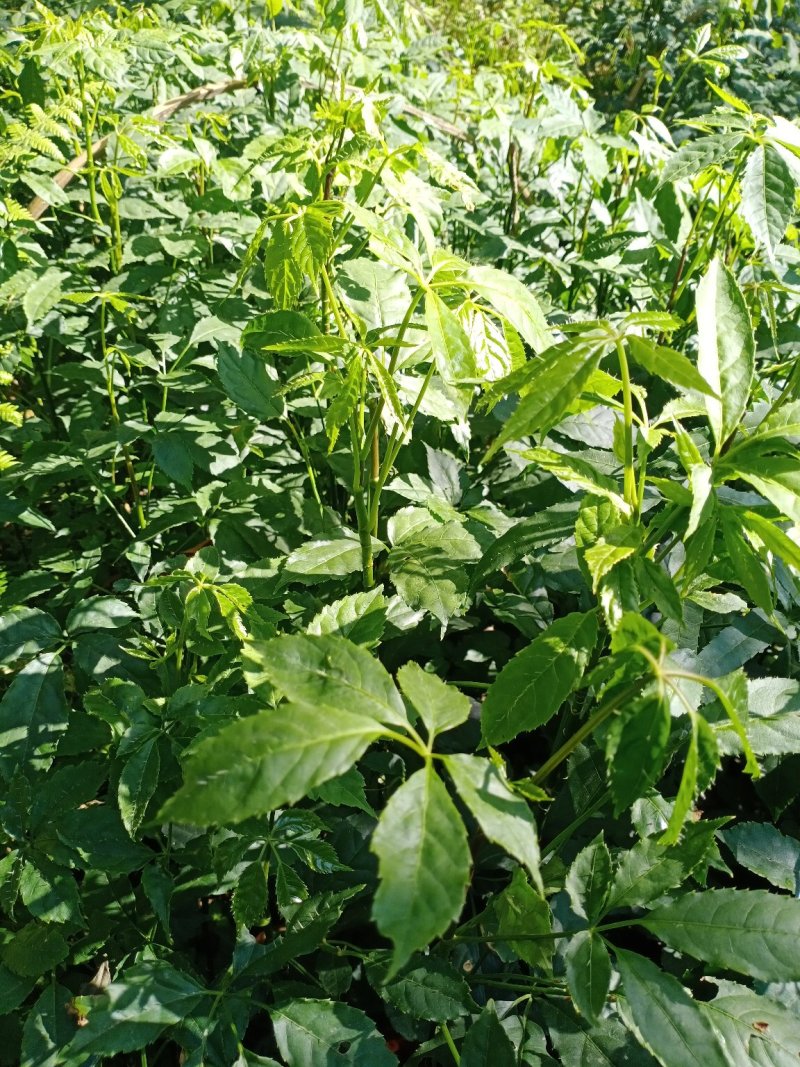 火镰菜（小苗）绿化苗木