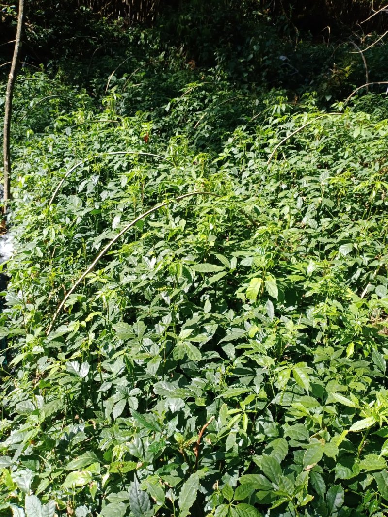 火镰菜（小苗）绿化苗木