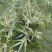花叶芦竹，花叶芦竹杯苗批发，花叶芦竹销售