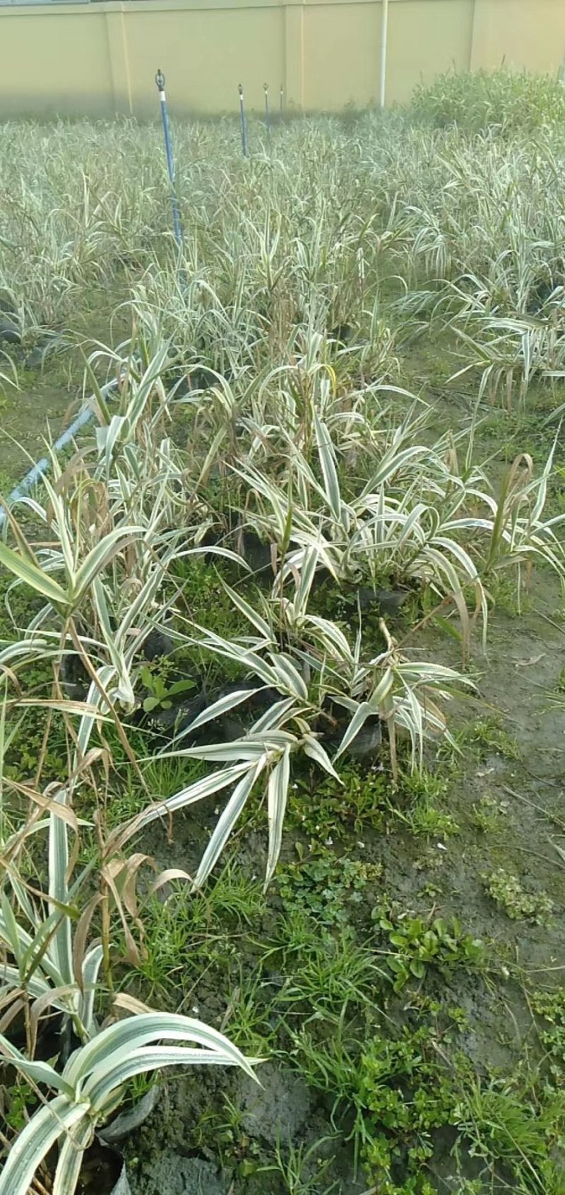 花叶芦竹，花叶芦竹杯苗批发，花叶芦竹销售