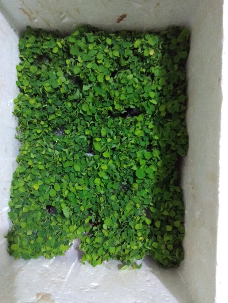 防己苗粉防己子育苗，江西粉防己品种，优质大苗小苗