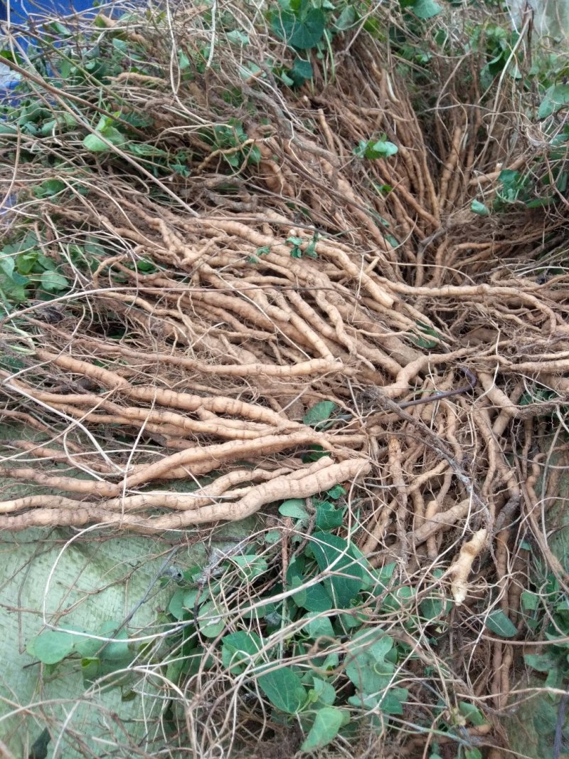 防己苗粉防己子育苗，江西粉防己品种，优质大苗小苗