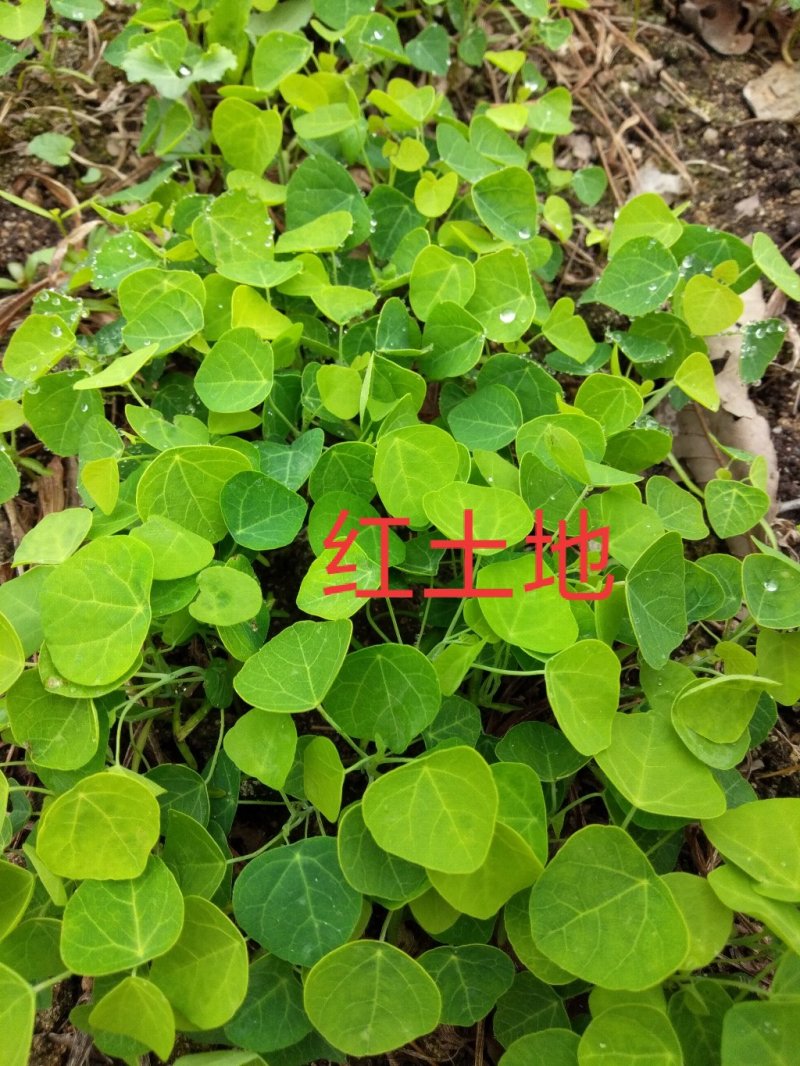 防己苗粉防己子育苗，江西粉防己品种，优质大苗小苗