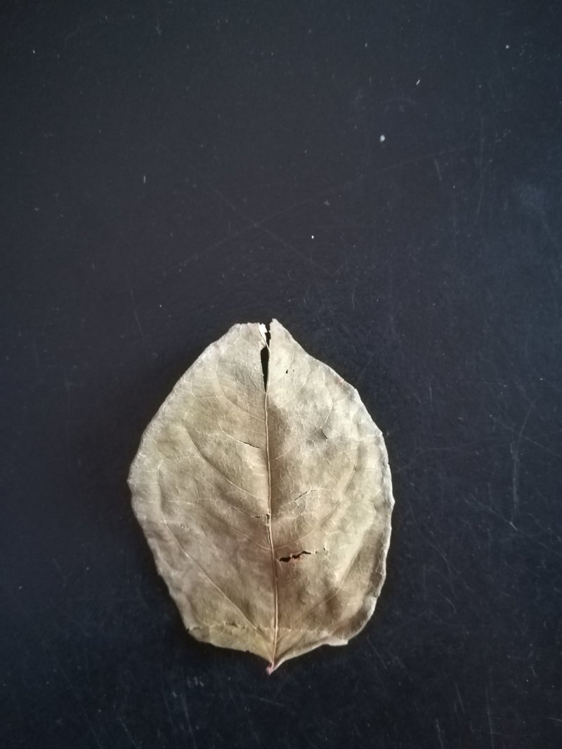 虎杖叶晒干虎杖叶顺筋龙叶片野生中药材