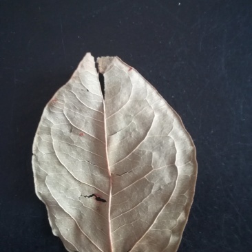 虎杖叶晒干虎杖叶顺筋龙叶片野生中药材