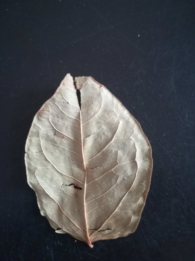 虎杖叶晒干虎杖叶顺筋龙叶片野生中药材